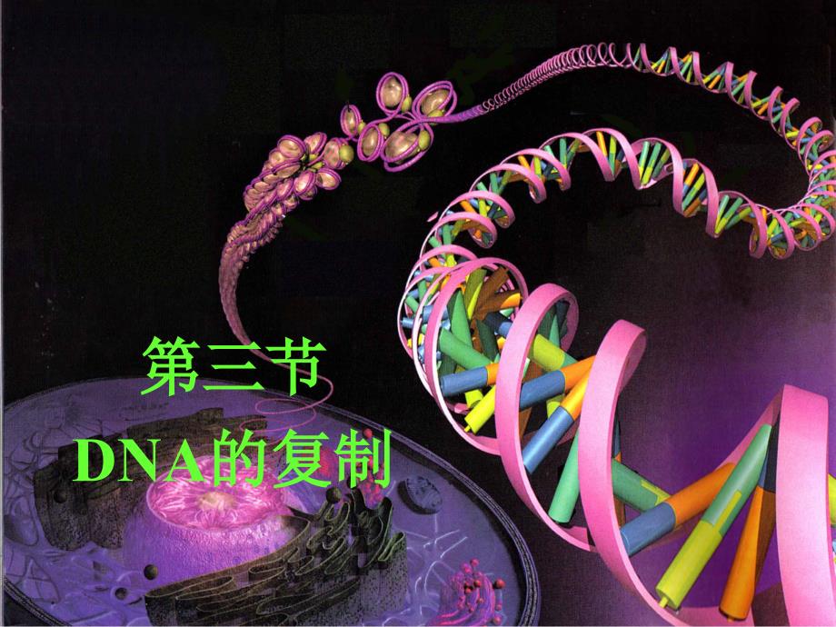 DNA分子的复制_第3页