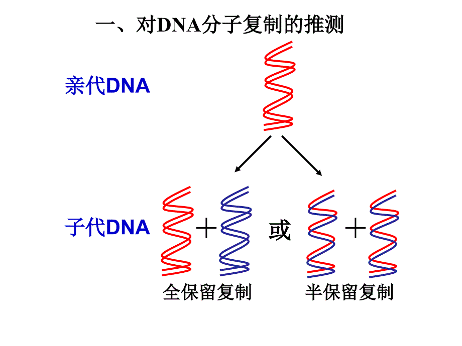 DNA分子的复制_第4页