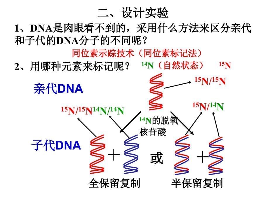 DNA分子的复制_第5页