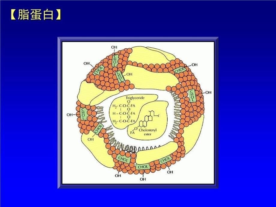 临床血脂学与动脉粥样硬化.ppt_第5页