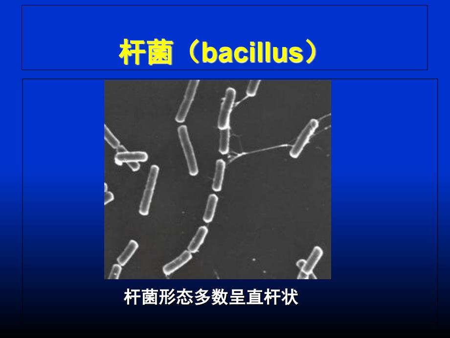 微生物学第01章细菌的形态与结构文档资料_第4页