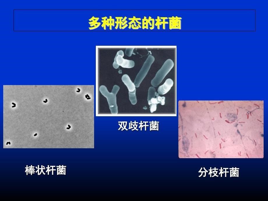 微生物学第01章细菌的形态与结构文档资料_第5页