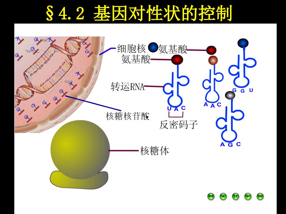 4.2基因对性状的控制课件朱秀花_第1页