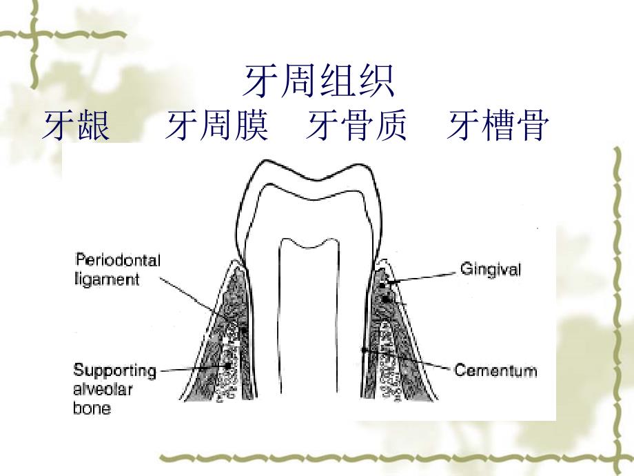 儿童口腔牙周粘膜组织疾患_第2页