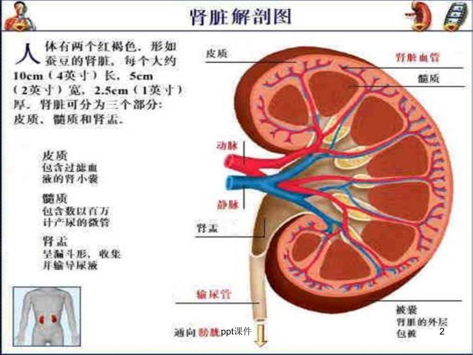 肾病综合征课件_第2页