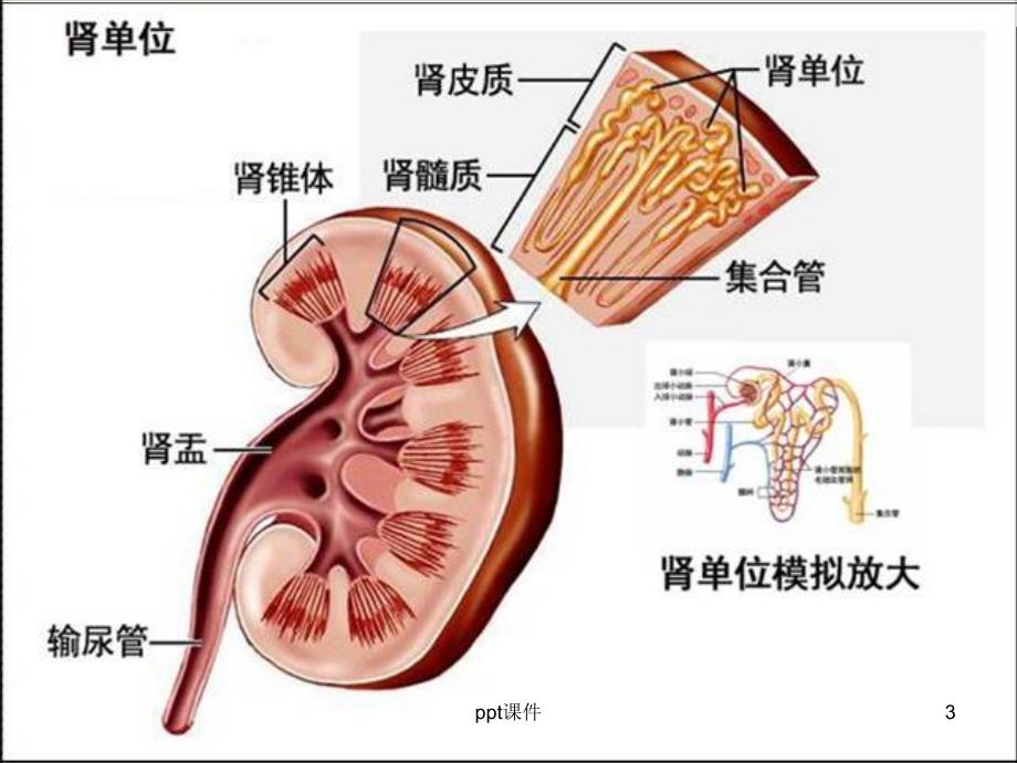 肾病综合征课件_第3页