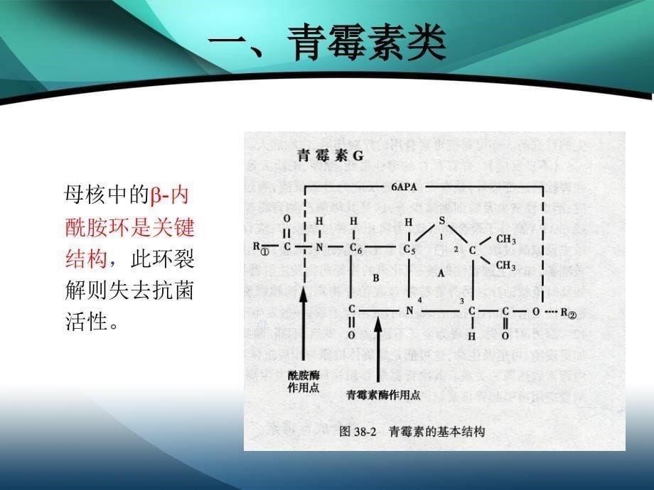 β内酰胺类抗菌药物_第5页