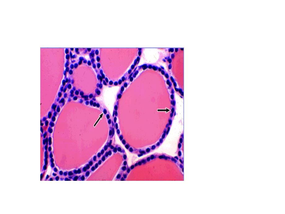 组织胚胎学实验课件：fx_第2页