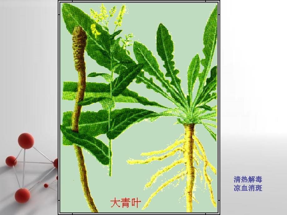 药用植物学-6植物的器官-叶#上课课堂_第5页