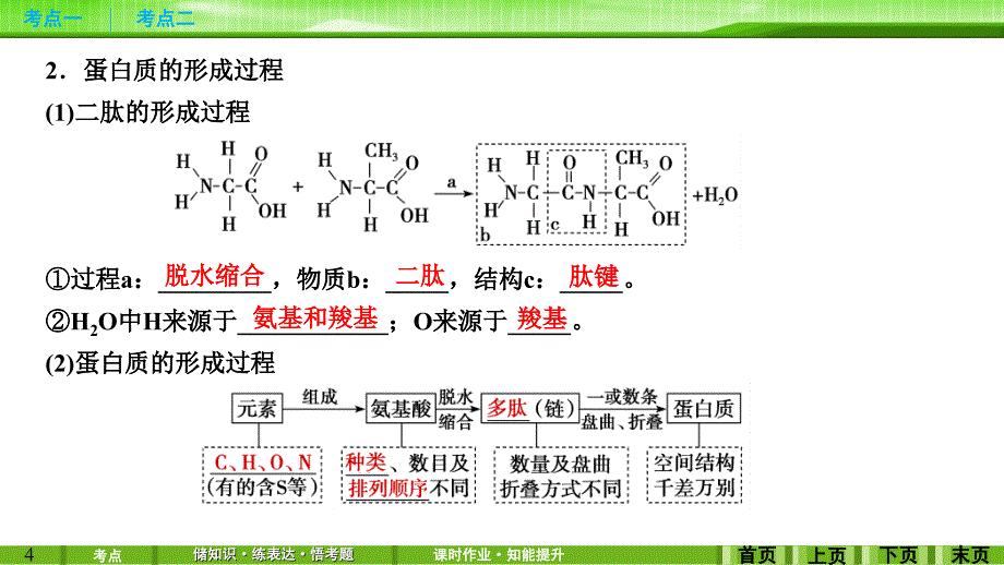 第3讲蛋白质和核酸_第4页