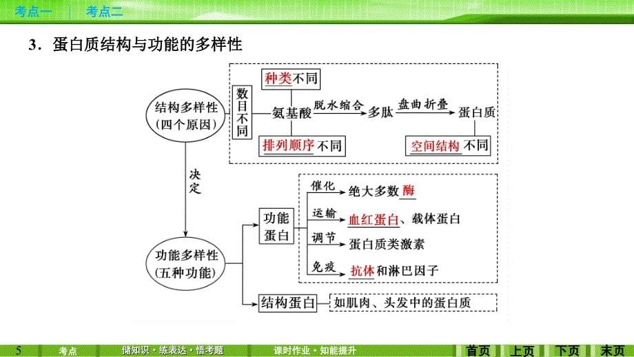 第3讲蛋白质和核酸_第5页