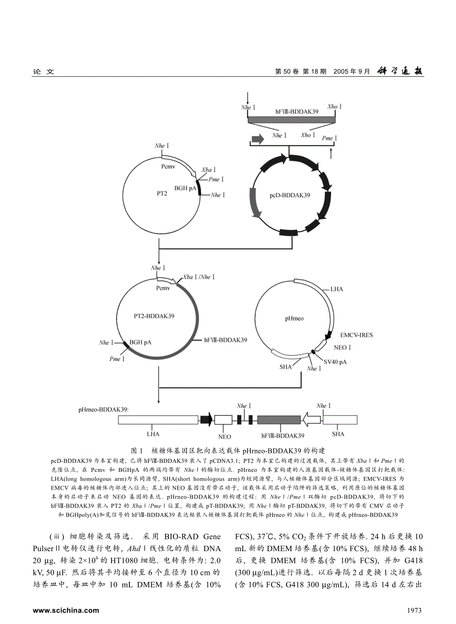 利用核糖体基因区打靶载体靶向表达改造型人凝血因子Ⅷ_第2页