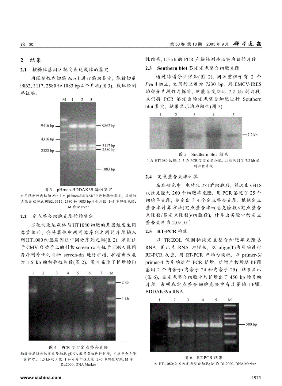 利用核糖体基因区打靶载体靶向表达改造型人凝血因子Ⅷ_第4页