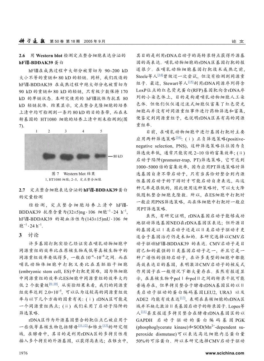 利用核糖体基因区打靶载体靶向表达改造型人凝血因子Ⅷ_第5页