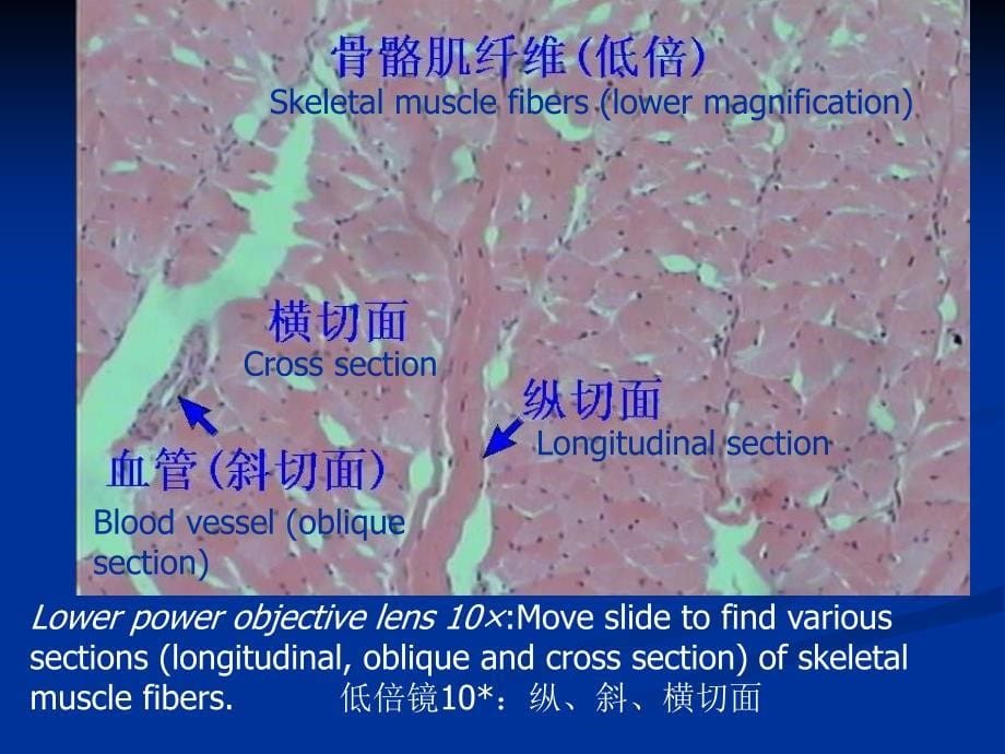 《肌肉系统解剖》PPT课件.ppt_第5页