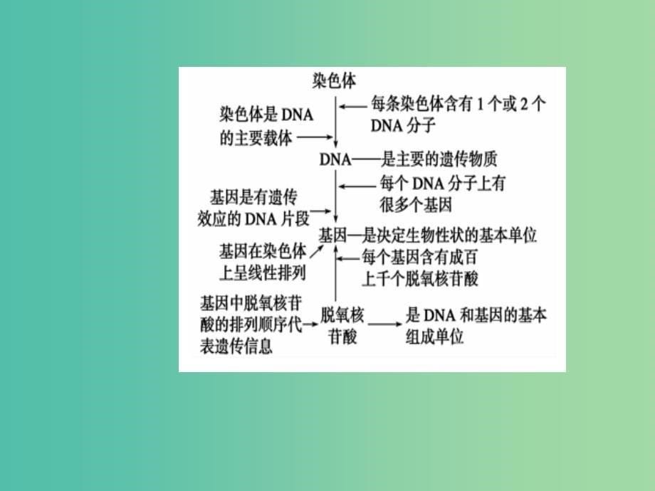 高中生物 第3章 基因的本质 第4节 基因是有遗传效应的DNA片段课件 新人教版必修2.ppt_第5页