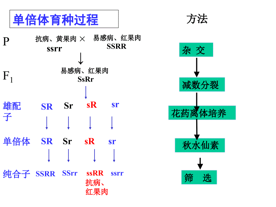 高二生物课件第二节生物变异在生产上的应用一0220_第4页