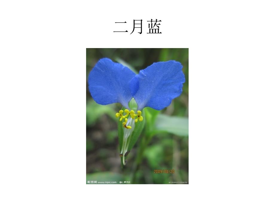 观赏花卉和野花大全二_第2页