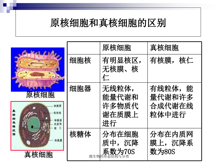 微生物的形态结构与分类课件_第2页