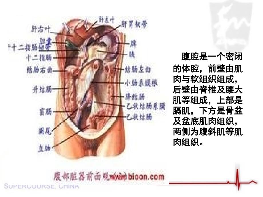 腹腔间室综合征的护理_第3页