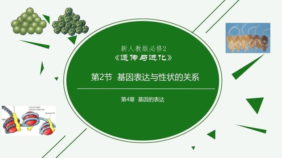 基因表达与性状的关系 【高效备课精研+知识精讲提升】 高一生物（人教版2019必修2）_第1页