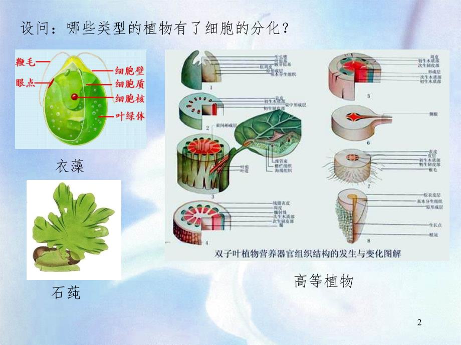 植物学教学3植物组织PPT课件_第2页