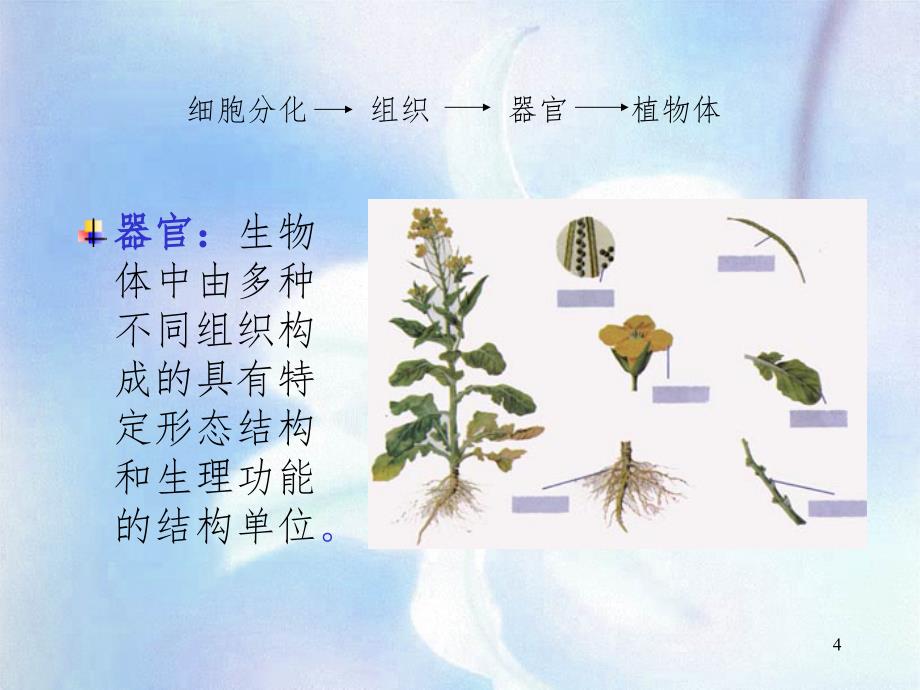 植物学教学3植物组织PPT课件_第4页