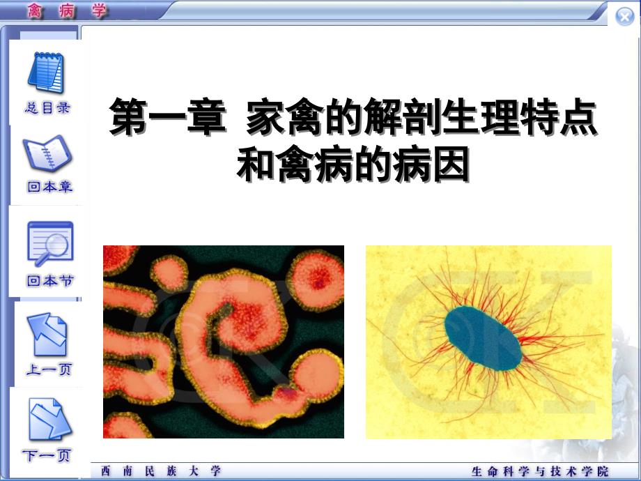 家禽的解剖生理特点和禽病的病因_第1页