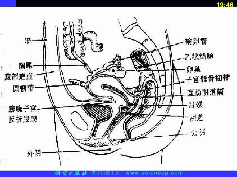 18第18章——高专高职妇产科学(第二版)ppt课件_第5页