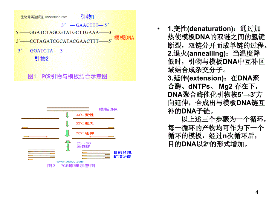 PCR原理技术与应用附教学用_第4页