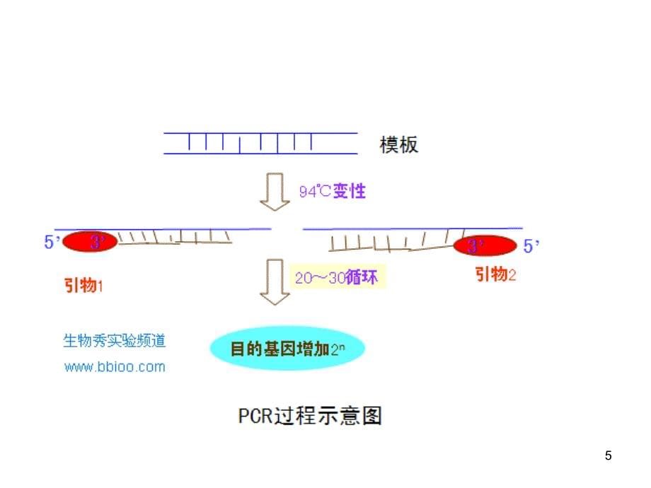 PCR原理技术与应用附教学用_第5页