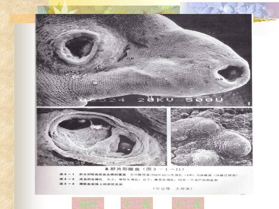 动物寄生虫病学病原图谱_第5页