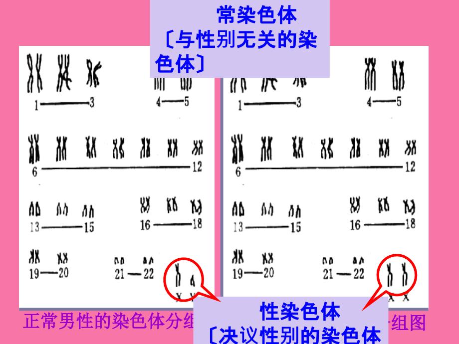 伴性遗传ppt课件_第4页