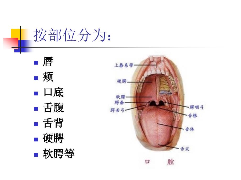 第3章口腔黏膜_第3页