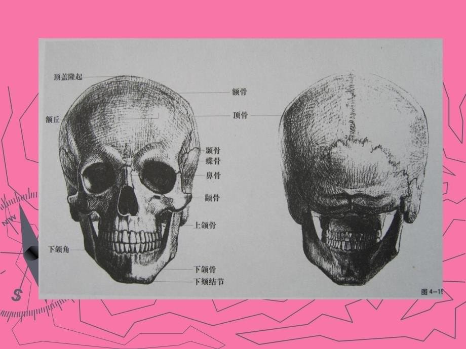 艺用解剖学头部结构ppt课件_第5页