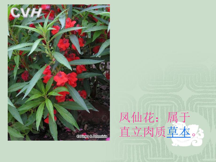 多种多样的植物_第4页