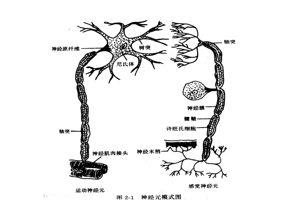 《心理的生理机制》PPT课件.ppt_第4页