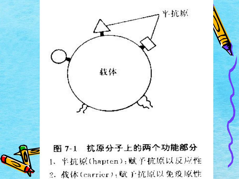 免疫血液学ppt课件_第3页