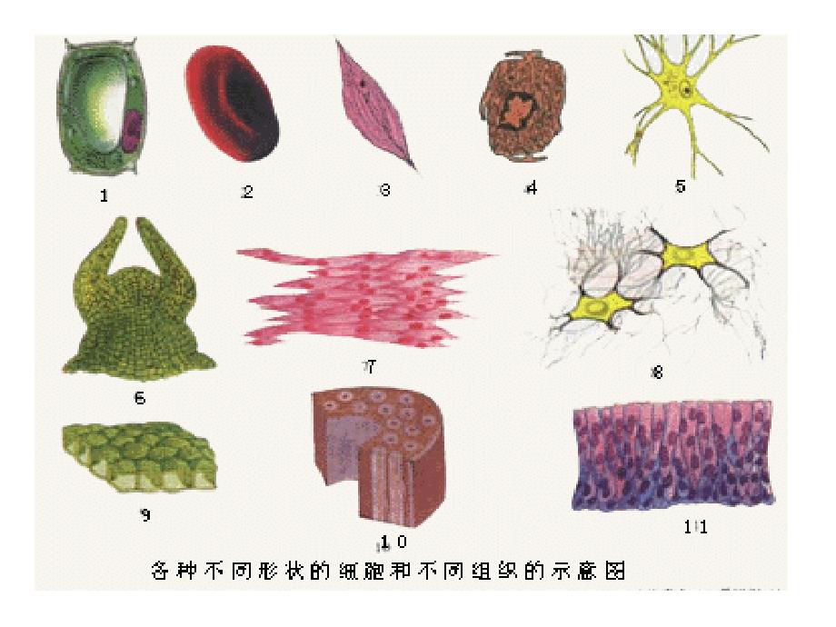 细胞的结构和功能2_第3页