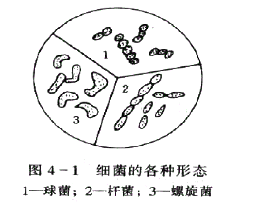 《污水的生物处》PPT课件_第2页