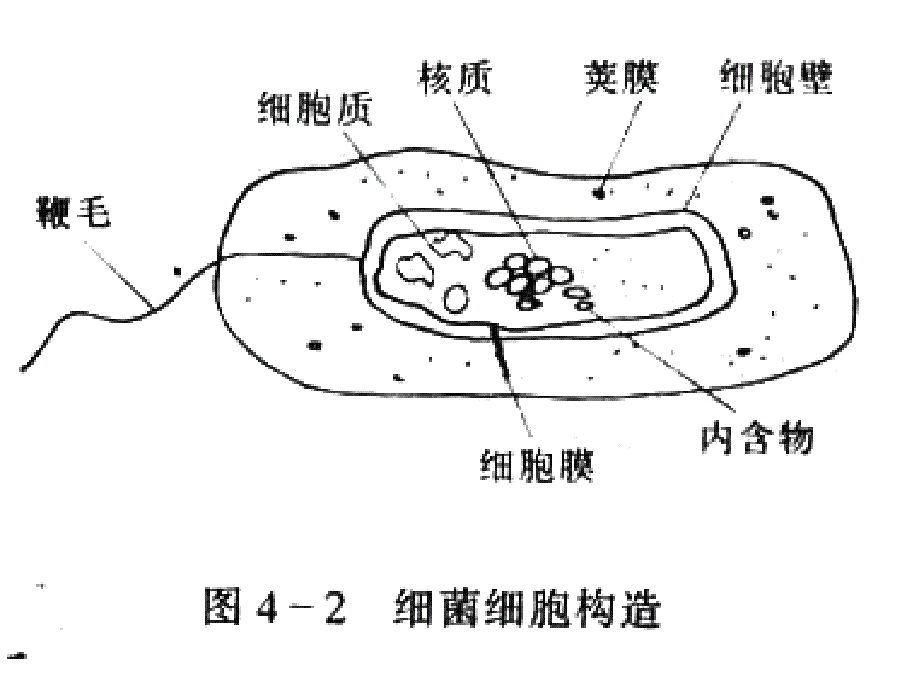 《污水的生物处》PPT课件_第3页