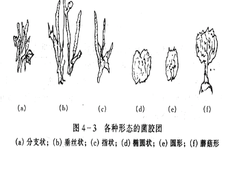 《污水的生物处》PPT课件_第4页