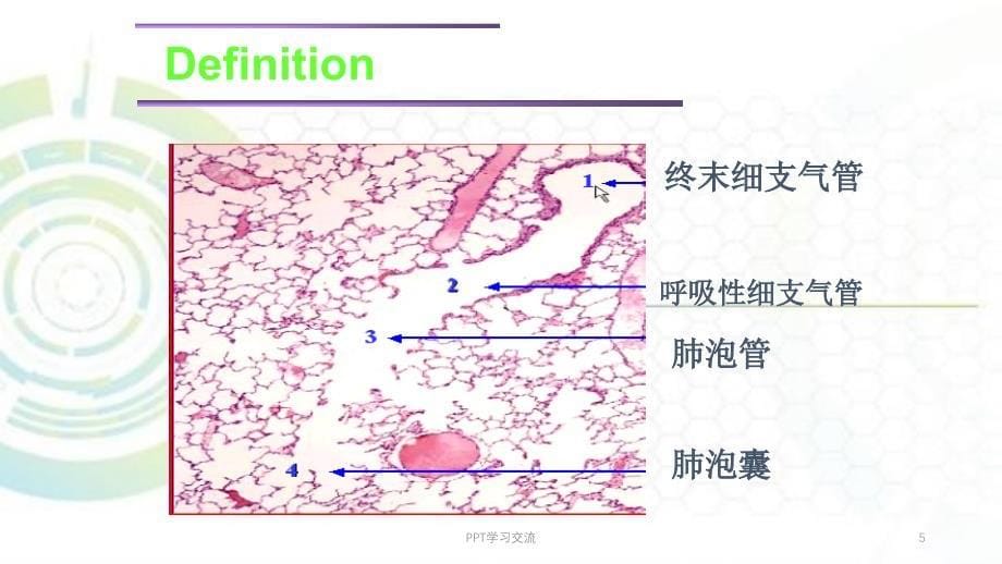 肺炎的治疗ppt课件_第5页