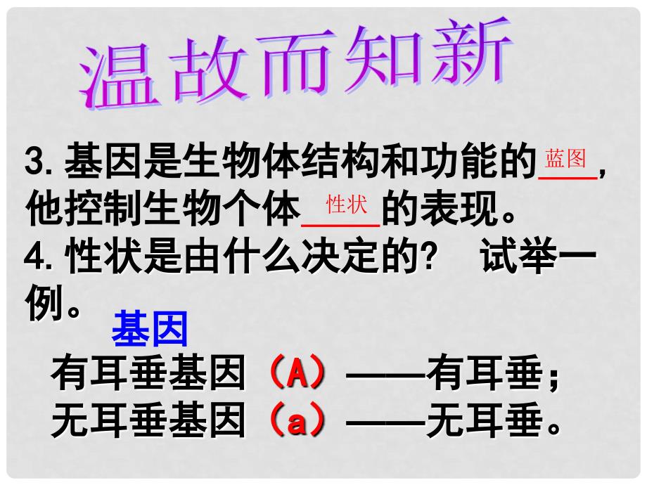 广东省深圳市八年级生物上册 20.3性状遗传有一定的规律性课件 （新版）北师大版_第3页