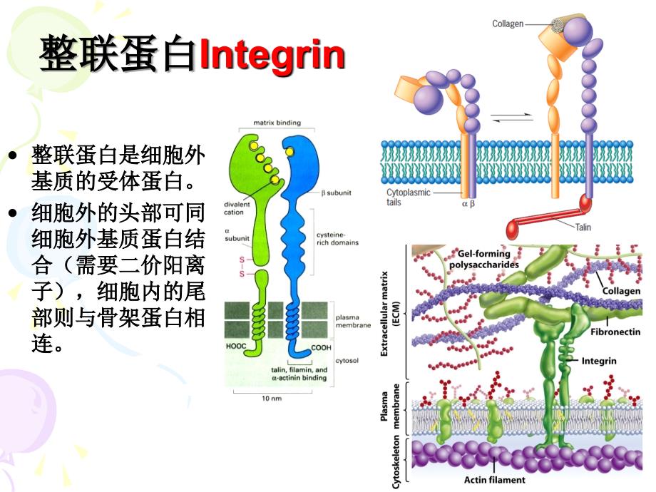 细胞基本结构6_第4页