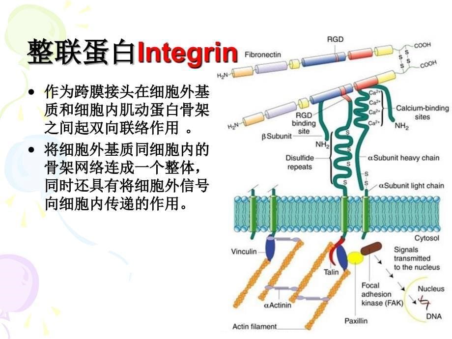 细胞基本结构6_第5页