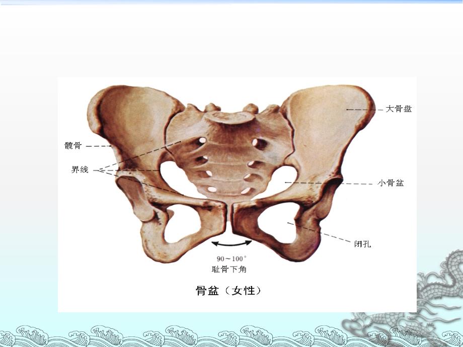 会阴部解剖PPT课件_第4页