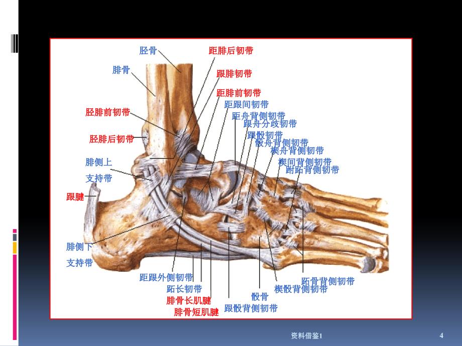 踝关节MRI解剖及常见病变（行业荟萃）_第4页