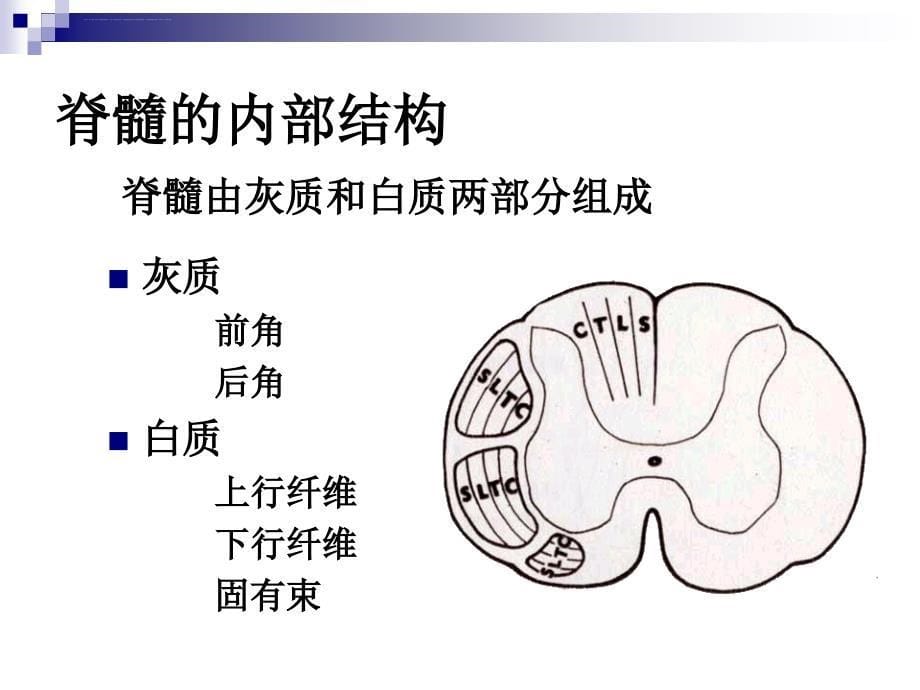 脊髓压迫症ppt课件_第5页