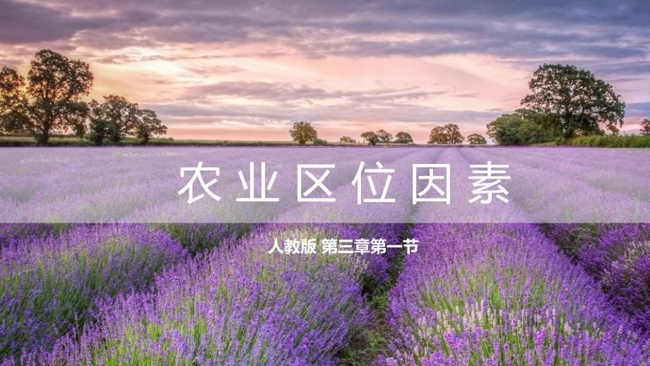 农业区位因素以伊犁薰衣草为情境课件_第1页